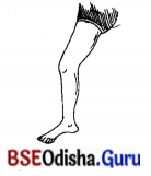 BSE Odisha 7th Class Sanskrit Solutions Chapter 4 ‘ଇ’ କାରାନ୍ତନପୁଂସକଲିଙ୍ଗଃ 4