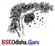 BSE Odisha 7th Class Sanskrit Solutions Chapter 4 ‘ଇ’ କାରାନ୍ତନପୁଂସକଲିଙ୍ଗଃ 5