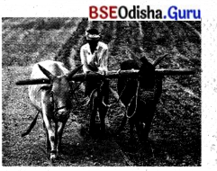 BSE Odisha 8th Class Sanskrit Solutions Chapter 4 କୃଷକଃ 54