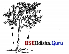 BSE Odisha 7th Class Sanskrit Solutions Chapter 14 ପଞ୍ଚମୀବିଭକ୍ତିପ୍ରୟୋଗଃ 7