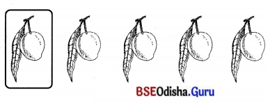BSE Odisha 7th Class Sanskrit Solutions Chapter 6 ପୂରଣବାଚକଶବ୍ଦାଃ 55