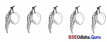 BSE Odisha 7th Class Sanskrit Solutions Chapter 6 ପୂରଣବାଚକଶବ୍ଦାଃ 56