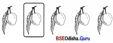 BSE Odisha 7th Class Sanskrit Solutions Chapter 6 ପୂରଣବାଚକଶବ୍ଦାଃ 57