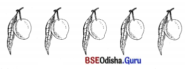 BSE Odisha 7th Class Sanskrit Solutions Chapter 6 ପୂରଣବାଚକଶବ୍ଦାଃ 58
