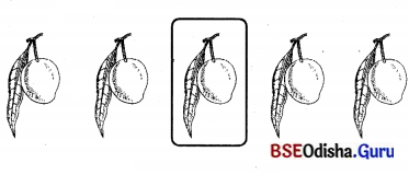 BSE Odisha 7th Class Sanskrit Solutions Chapter 6 ପୂରଣବାଚକଶବ୍ଦାଃ 59