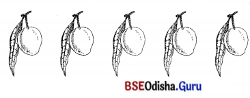 BSE Odisha 7th Class Sanskrit Solutions Chapter 6 ପୂରଣବାଚକଶବ୍ଦାଃ 60