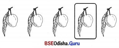BSE Odisha 7th Class Sanskrit Solutions Chapter 6 ପୂରଣବାଚକଶବ୍ଦାଃ 61