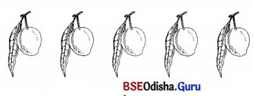 BSE Odisha 7th Class Sanskrit Solutions Chapter 6 ପୂରଣବାଚକଶବ୍ଦାଃ 62