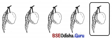 BSE Odisha 7th Class Sanskrit Solutions Chapter 6 ପୂରଣବାଚକଶବ୍ଦାଃ 63