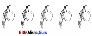 BSE Odisha 7th Class Sanskrit Solutions Chapter 6 ପୂରଣବାଚକଶବ୍ଦାଃ 64