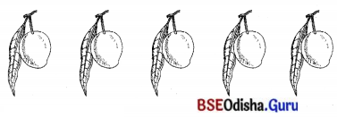 BSE Odisha 7th Class Sanskrit Solutions Chapter 6 ପୂରଣବାଚକଶବ୍ଦାଃ 65