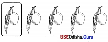 BSE Odisha 7th Class Sanskrit Solutions Chapter 6 ପୂରଣବାଚକଶବ୍ଦାଃ 66