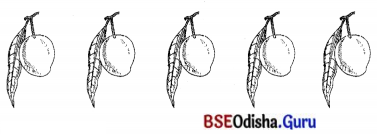 BSE Odisha 7th Class Sanskrit Solutions Chapter 6 ପୂରଣବାଚକଶବ୍ଦାଃ 67