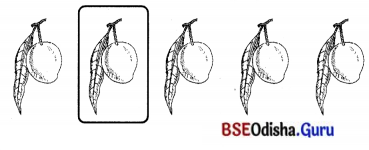 BSE Odisha 7th Class Sanskrit Solutions Chapter 6 ପୂରଣବାଚକଶବ୍ଦାଃ 68
