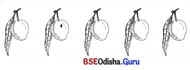 BSE Odisha 7th Class Sanskrit Solutions Chapter 6 ପୂରଣବାଚକଶବ୍ଦାଃ 70