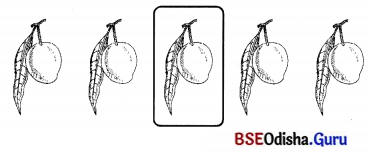 BSE Odisha 7th Class Sanskrit Solutions Chapter 6 ପୂରଣବାଚକଶବ୍ଦାଃ 71
