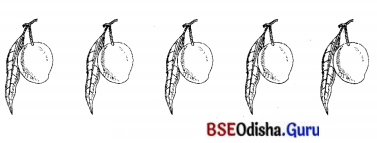 BSE Odisha 7th Class Sanskrit Solutions Chapter 6 ପୂରଣବାଚକଶବ୍ଦାଃ 72
