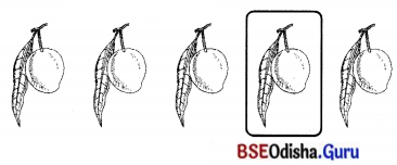 BSE Odisha 7th Class Sanskrit Solutions Chapter 6 ପୂରଣବାଚକଶବ୍ଦାଃ 73