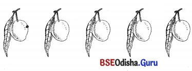 BSE Odisha 7th Class Sanskrit Solutions Chapter 6 ପୂରଣବାଚକଶବ୍ଦାଃ 74