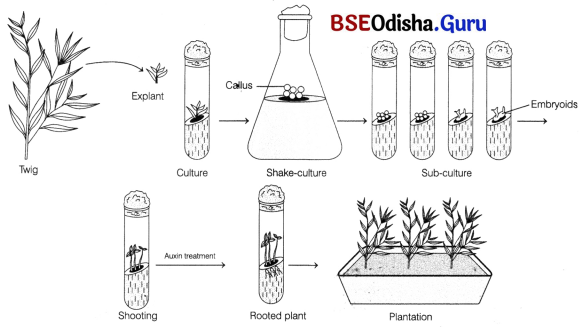 CHSE Odisha Class 12 Biology Solutions Chapter 1 Reproduction in Organisms 1.1