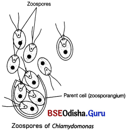 CHSE Odisha Class 12 Biology Solutions Chapter 1 Reproduction in Organisms 10