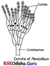 CHSE Odisha Class 12 Biology Solutions Chapter 1 Reproduction in Organisms 11