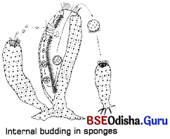 CHSE Odisha Class 12 Biology Solutions Chapter 1 Reproduction in Organisms 12