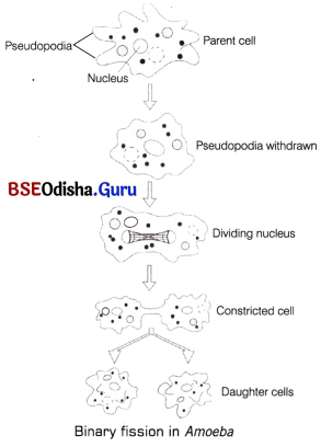 CHSE Odisha Class 12 Biology Solutions Chapter 1 Reproduction in Organisms 2