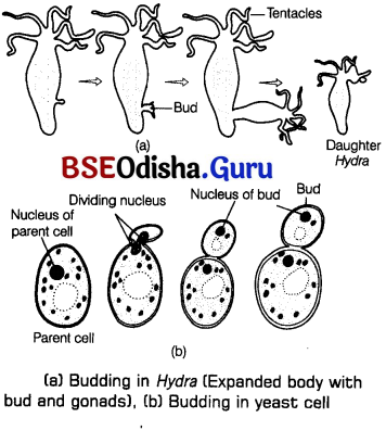 CHSE Odisha Class 12 Biology Solutions Chapter 1 Reproduction in Organisms 3