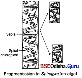 CHSE Odisha Class 12 Biology Solutions Chapter 1 Reproduction in Organisms 4
