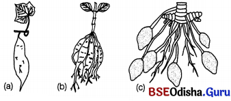 CHSE Odisha Class 12 Biology Solutions Chapter 1 Reproduction in Organisms 5