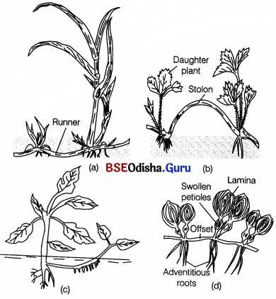 CHSE Odisha Class 12 Biology Solutions Chapter 1 Reproduction in Organisms 6