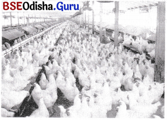 CHSE Odisha Class 12 Biology Solutions Chapter 10 Improvement in Food Production 2