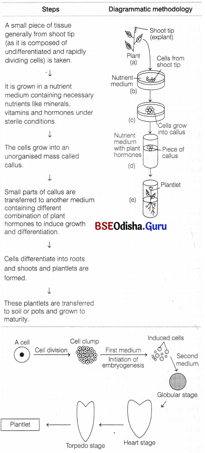 CHSE Odisha Class 12 Biology Solutions Chapter 10 Improvement in Food Production 3