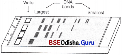 CHSE Odisha Class 12 Biology Solutions Chapter 12 Principles and Processes of Biotechnology 1