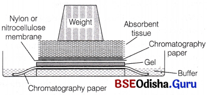 CHSE Odisha Class 12 Biology Solutions Chapter 12 Principles and Processes of Biotechnology 2