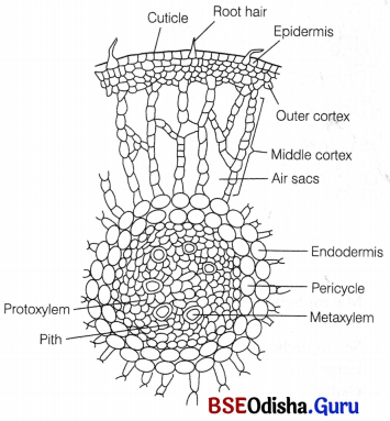 CHSE Odisha Class 12 Biology Solutions Chapter 14 Organisms and Environment 10