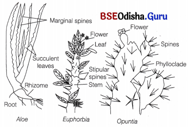 CHSE Odisha Class 12 Biology Solutions Chapter 14 Organisms and Environment 11