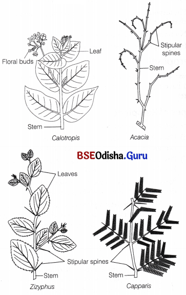 CHSE Odisha Class 12 Biology Solutions Chapter 14 Organisms and Environment 12