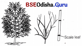 CHSE Odisha Class 12 Biology Solutions Chapter 14 Organisms and Environment 13