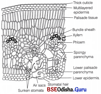 CHSE Odisha Class 12 Biology Solutions Chapter 14 Organisms and Environment 14