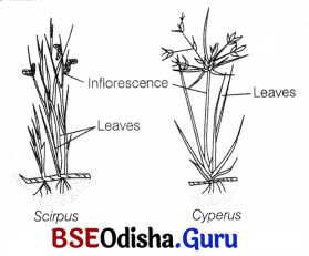 CHSE Odisha Class 12 Biology Solutions Chapter 14 Organisms and Environment 7