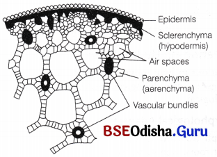 CHSE Odisha Class 12 Biology Solutions Chapter 14 Organisms and Environment 8