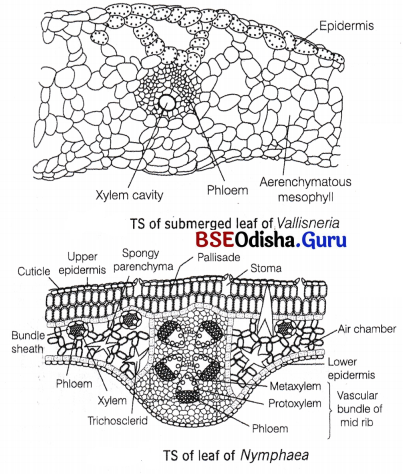 CHSE Odisha Class 12 Biology Solutions Chapter 14 Organisms and Environment 9