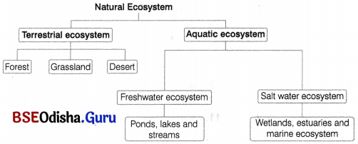CHSE Odisha Class 12 Biology Solutions Chapter 15 Ecosystem 1