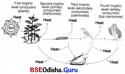 CHSE Odisha Class 12 Biology Solutions Chapter 15 Ecosystem 3