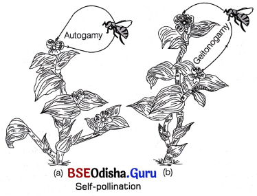 CHSE Odisha Class 12 Biology Solutions Chapter 2 Sexual Reproduction in Flowering Plants 1