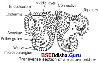 CHSE Odisha Class 12 Biology Solutions Chapter 2 Sexual Reproduction in Flowering Plants 10