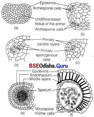 CHSE Odisha Class 12 Biology Solutions Chapter 2 Sexual Reproduction in Flowering Plants 11