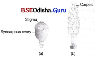 CHSE Odisha Class 12 Biology Solutions Chapter 2 Sexual Reproduction in Flowering Plants 12